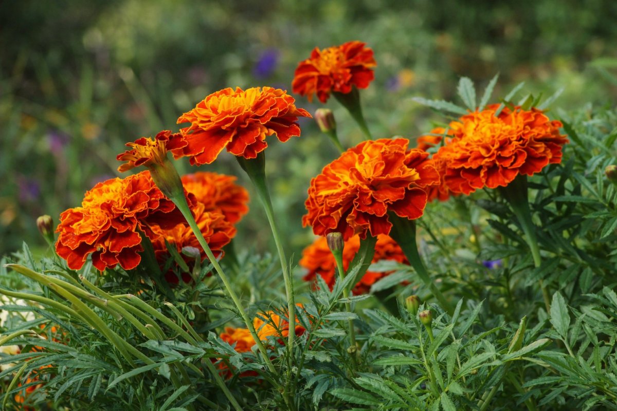 Чай із пелюсток чорнобривців
